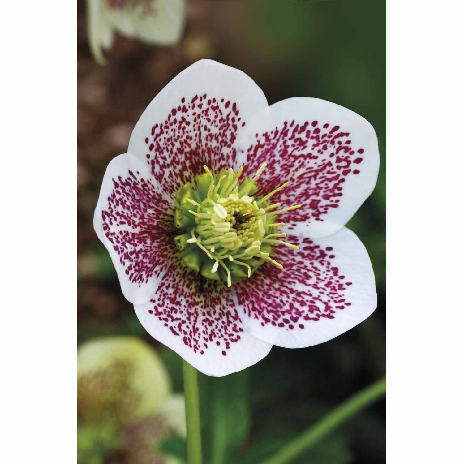 Hellebore HGC Spring Promise Conny® 2.4L