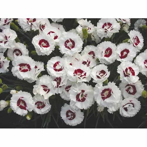 Dianthus Coconut Sundae