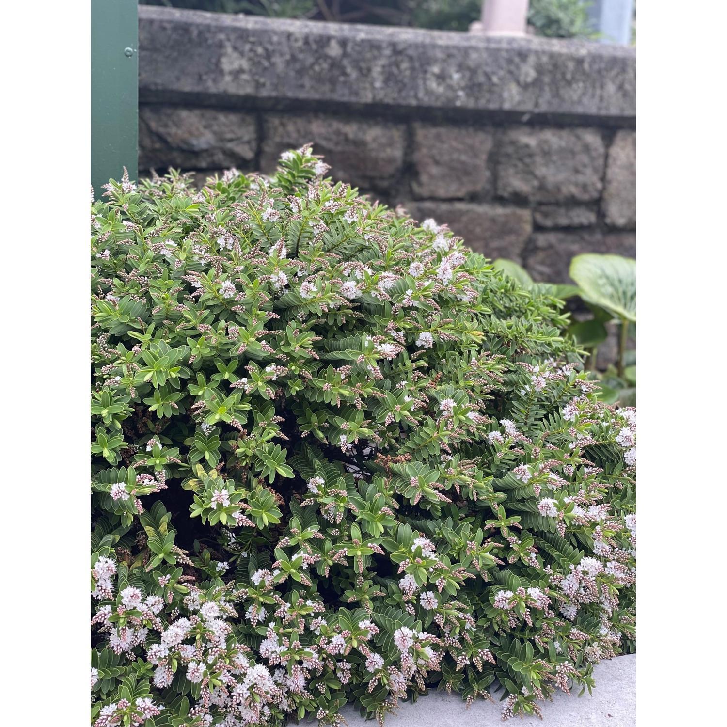 Hebe Wiri Mist