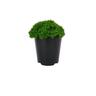 Saxifraga Starblush