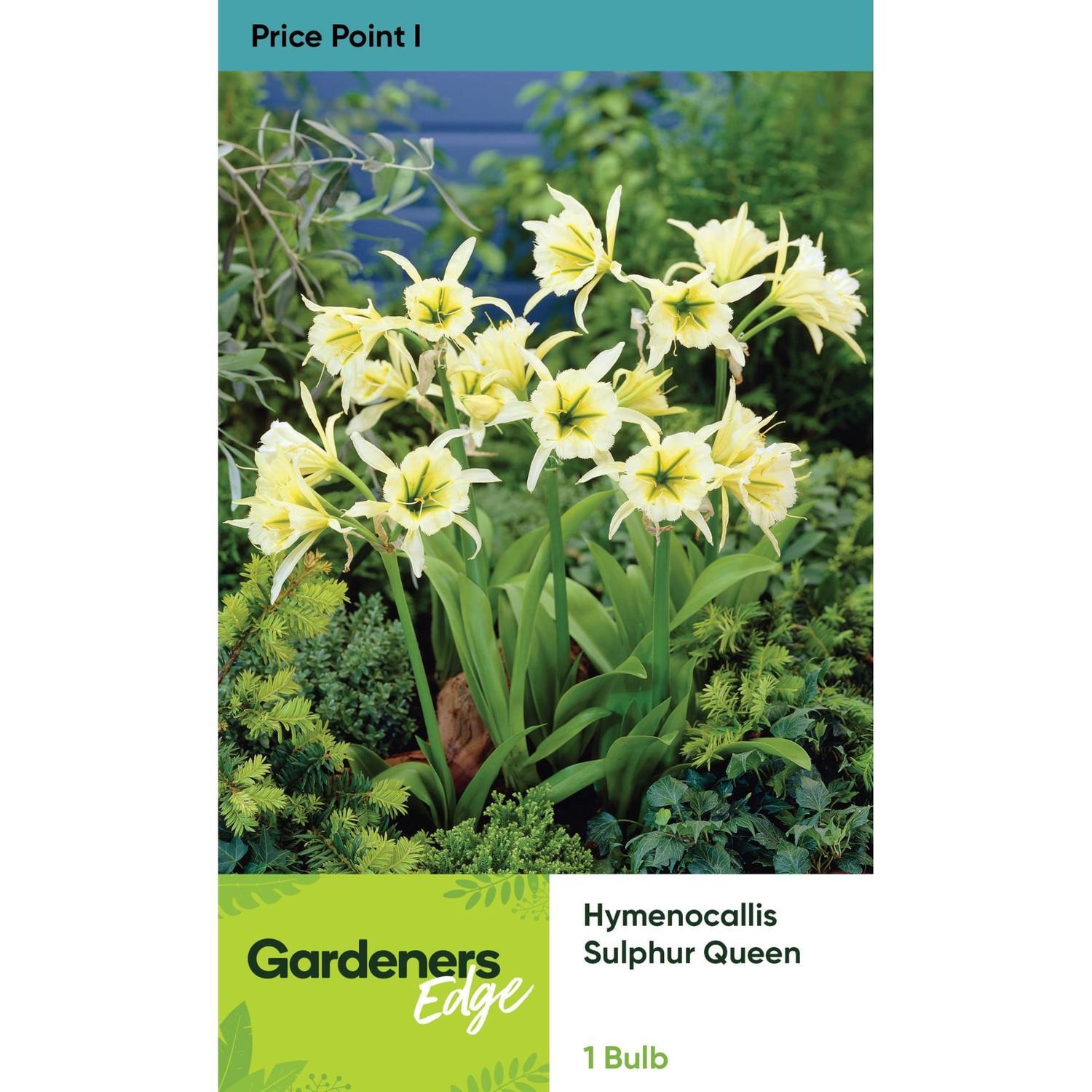 Hymenocallis Sulphur Queen 1 Pack