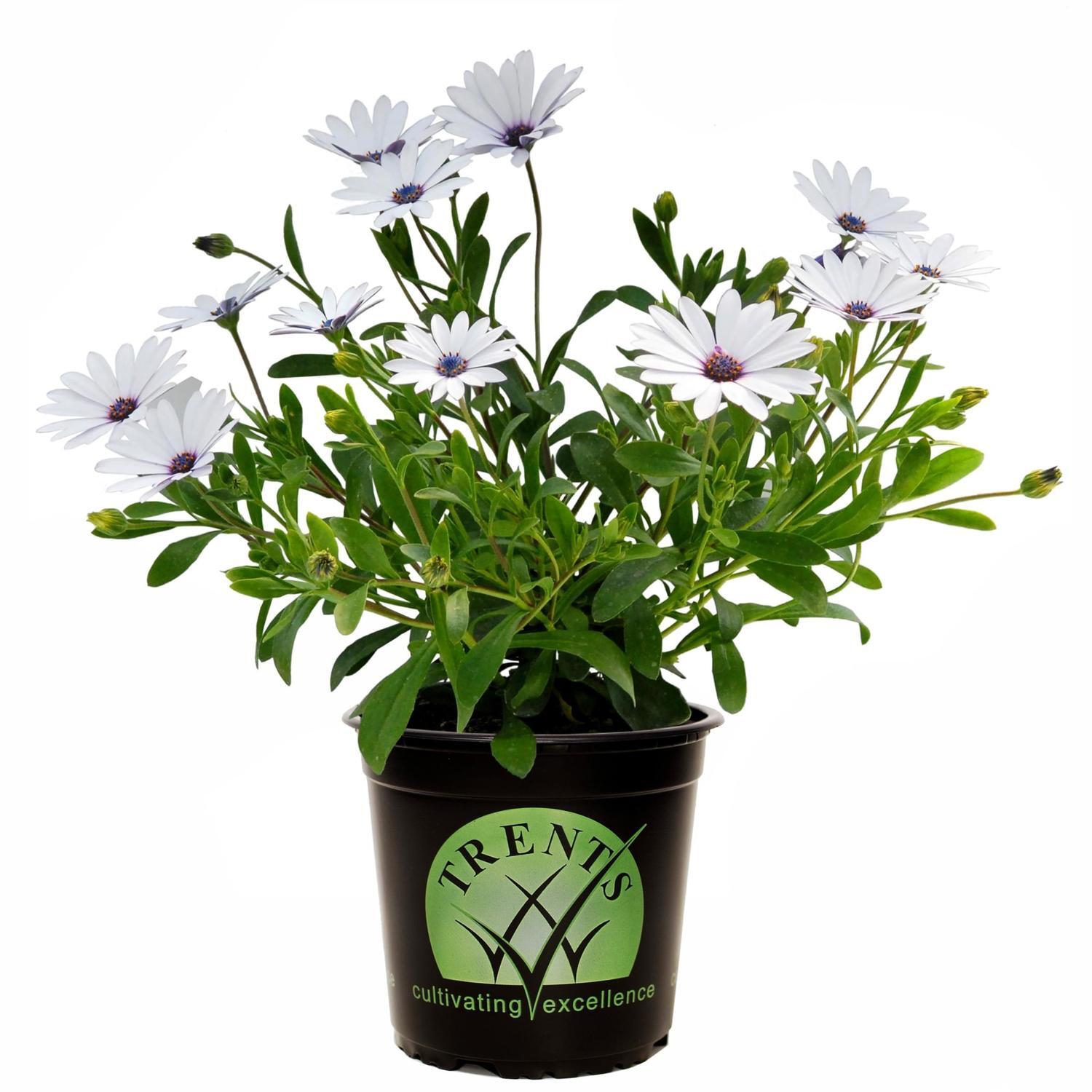 Osteospermum Cobalt Ice
