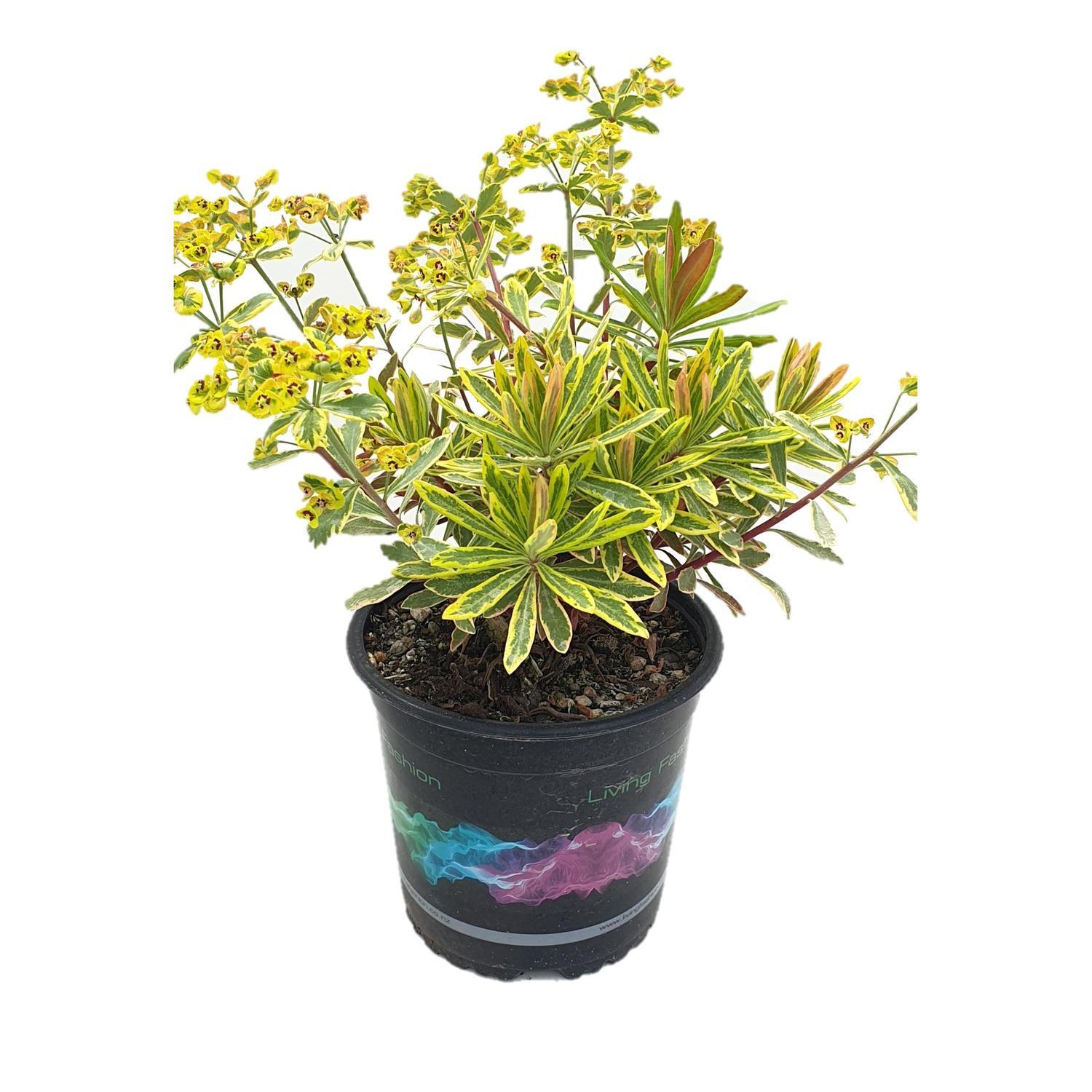 Euphorbis Ascot Rainbow