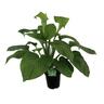 Hosta plantaginea Grandiflora