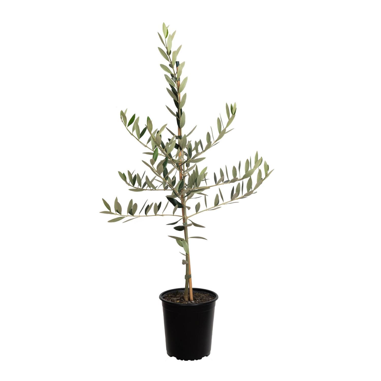 Olive Chemlali