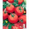 Tomato Russian Red