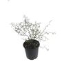 Muehlenbeckia Astonii