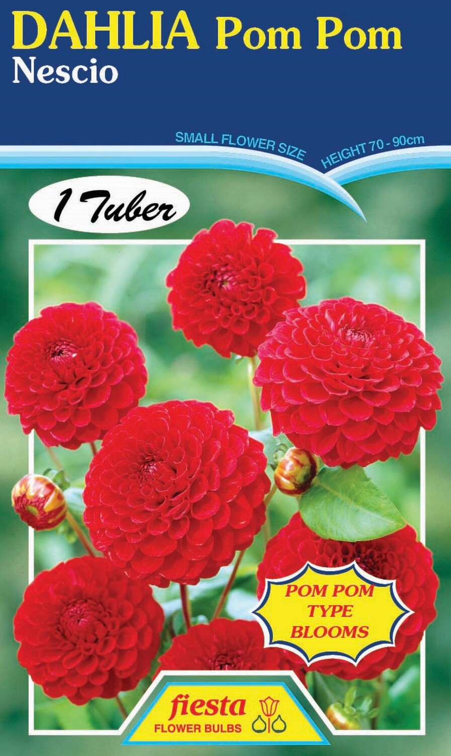 Dahlia Pom Pom Nescio 1 Pack