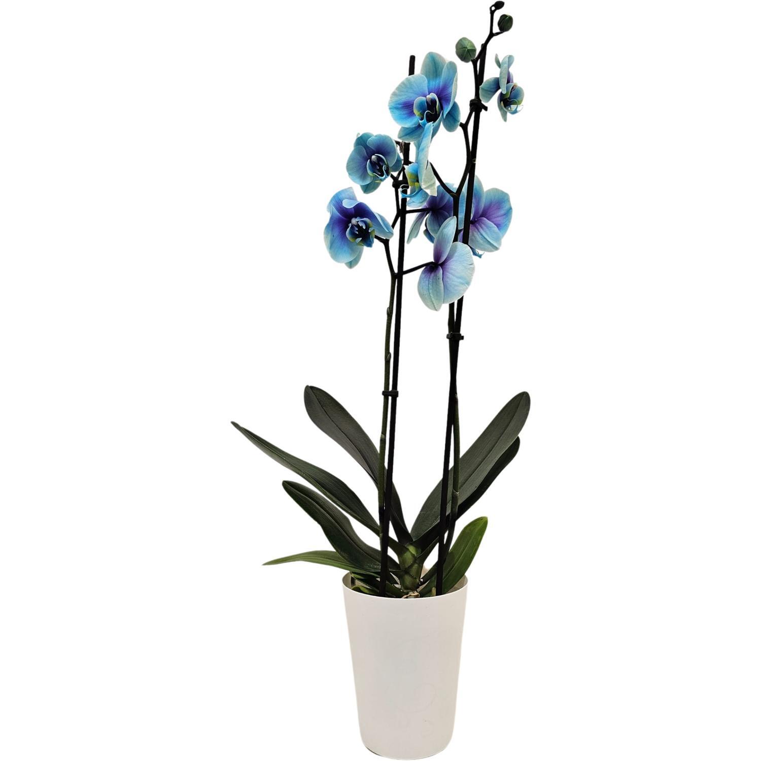 Watercolour Phalaenopsis Orchid Blue Lagoon Double Stem 12cm