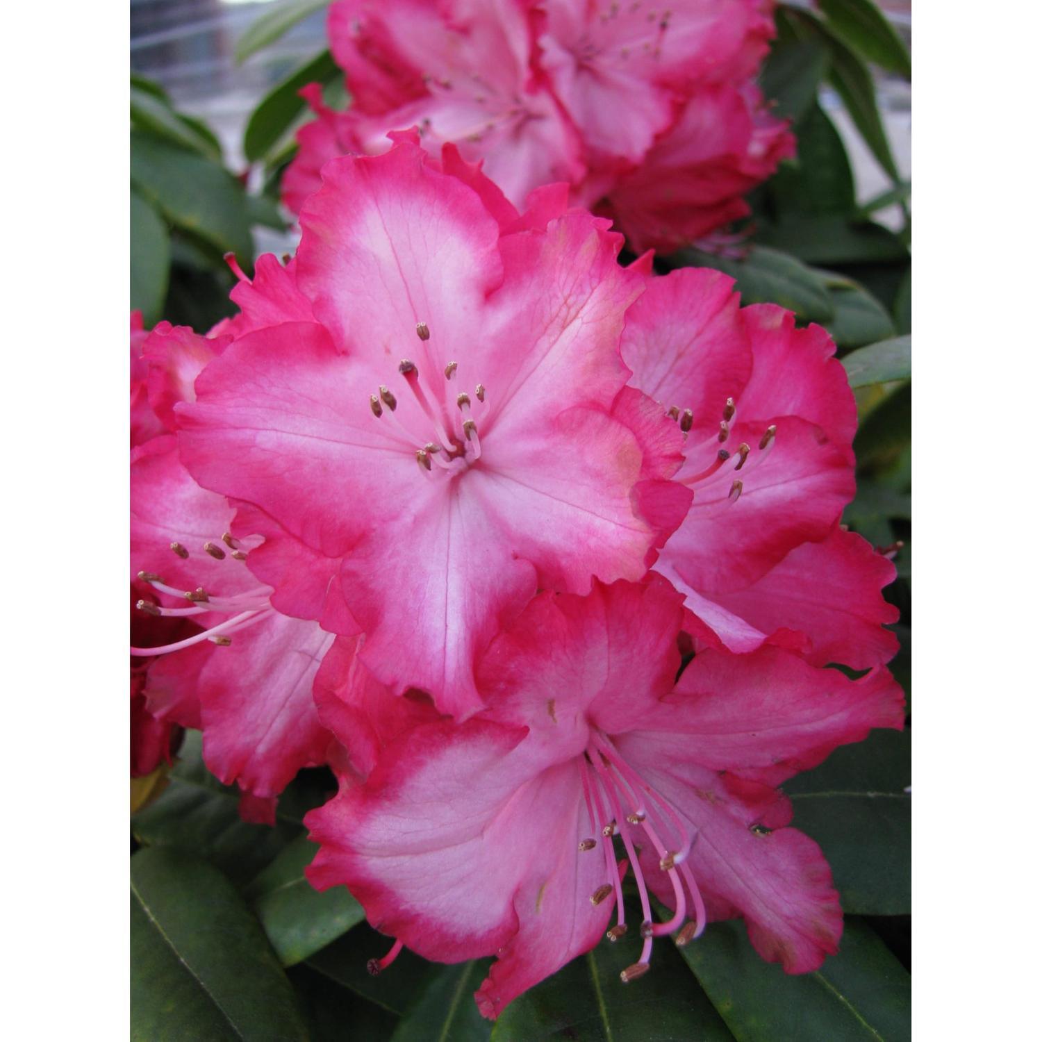 Rhododendron The President