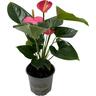 Anthurium Andreanum 'Amante' 12cm