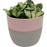 Indoor Foliage Selection in Frida Ceramic Pot