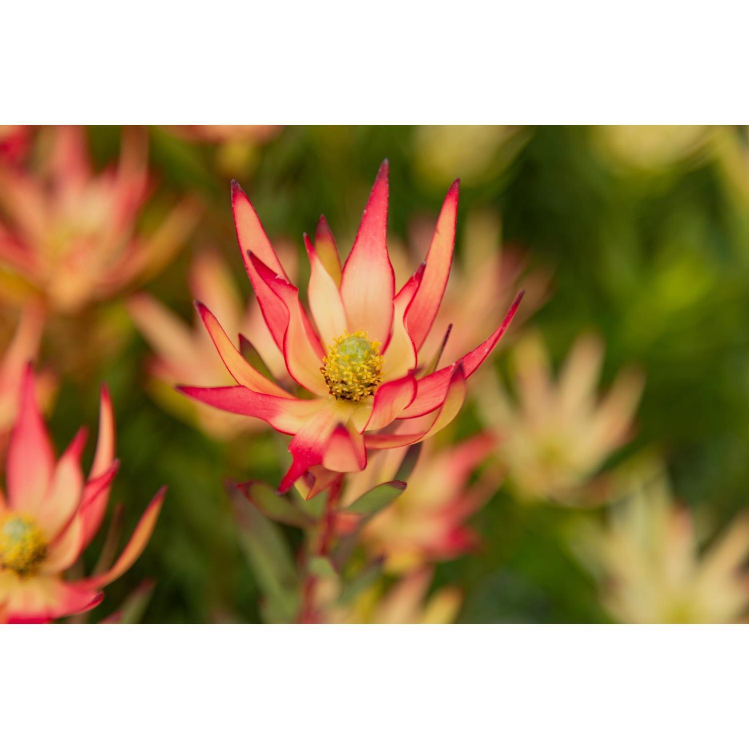 Leucadendron Jack Harre