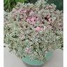 Sedum Rainbow Blob