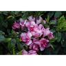 Azalea