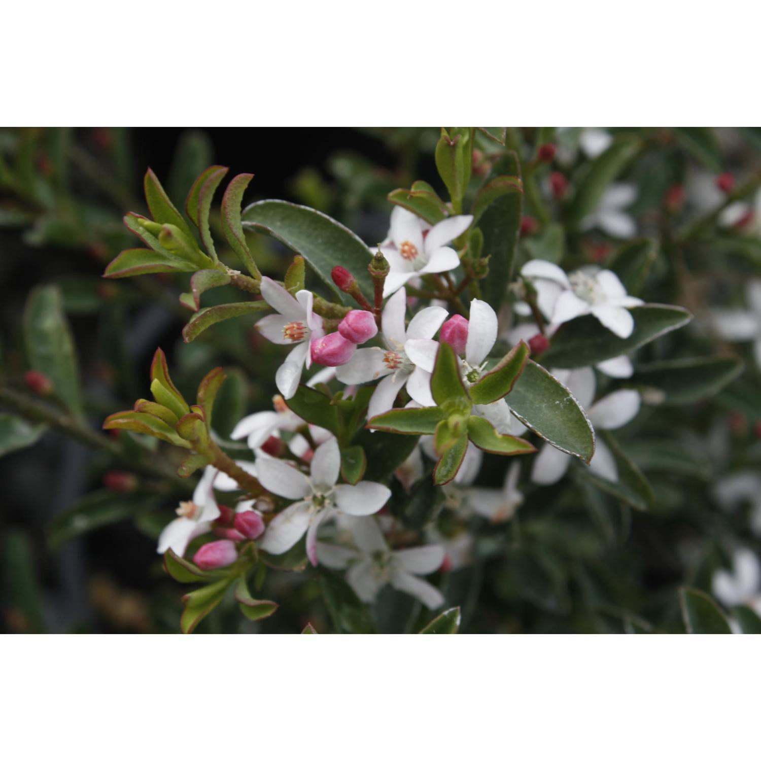 Eriostemon Bournda Beauty