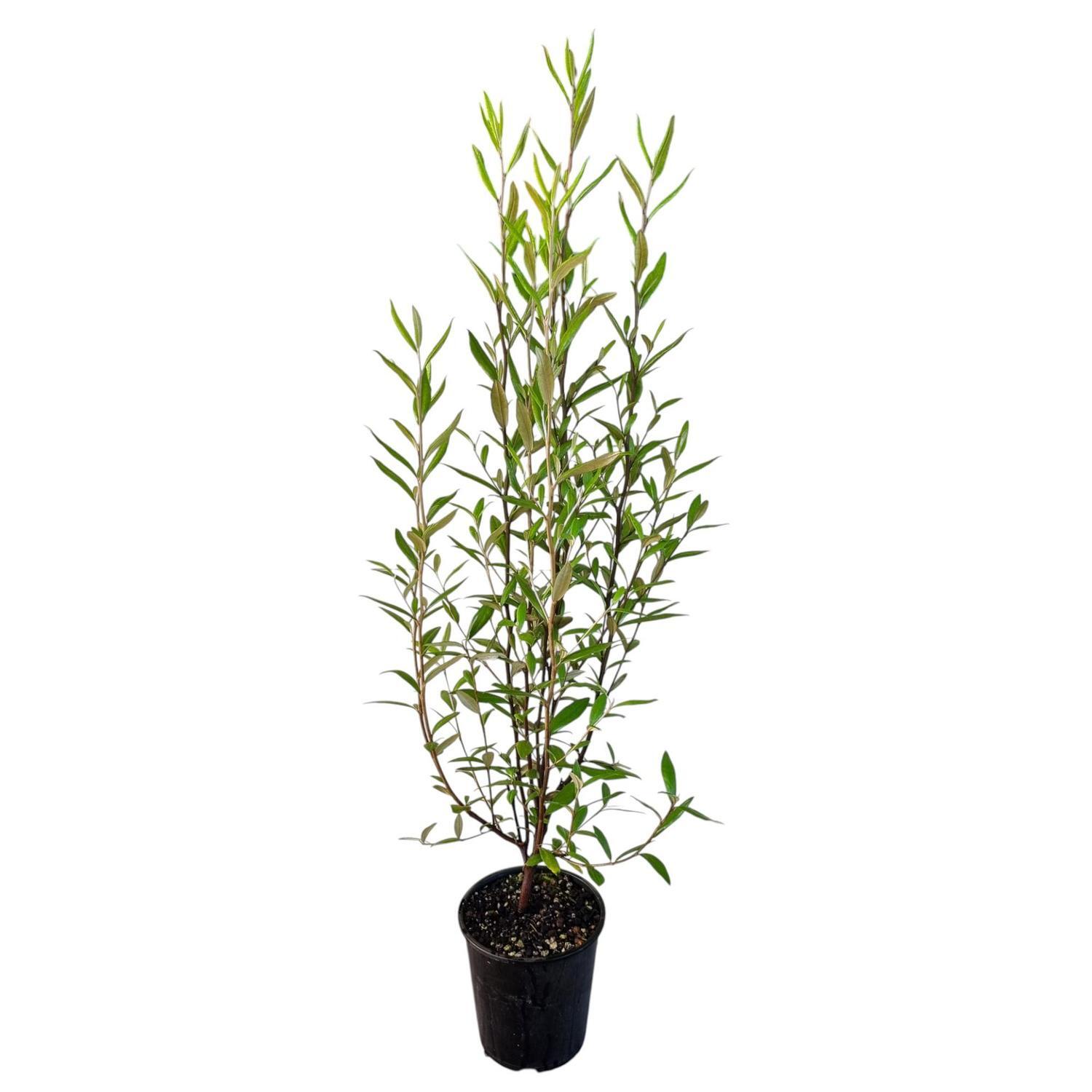 Corokia Geentys Giant 3.3L
