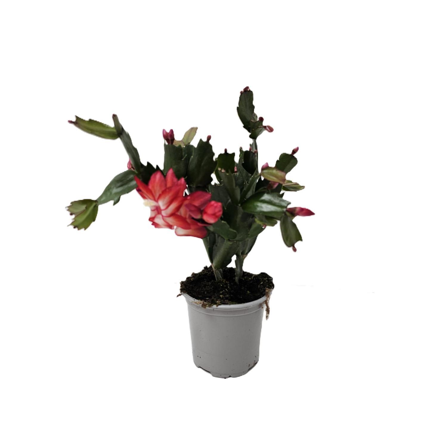 Zygo Cactus 10.5cm