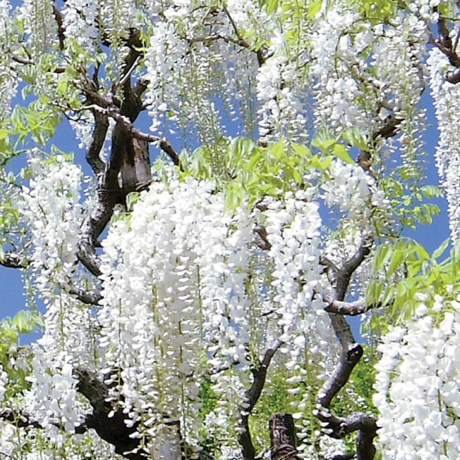 Wisteria Snow Showers