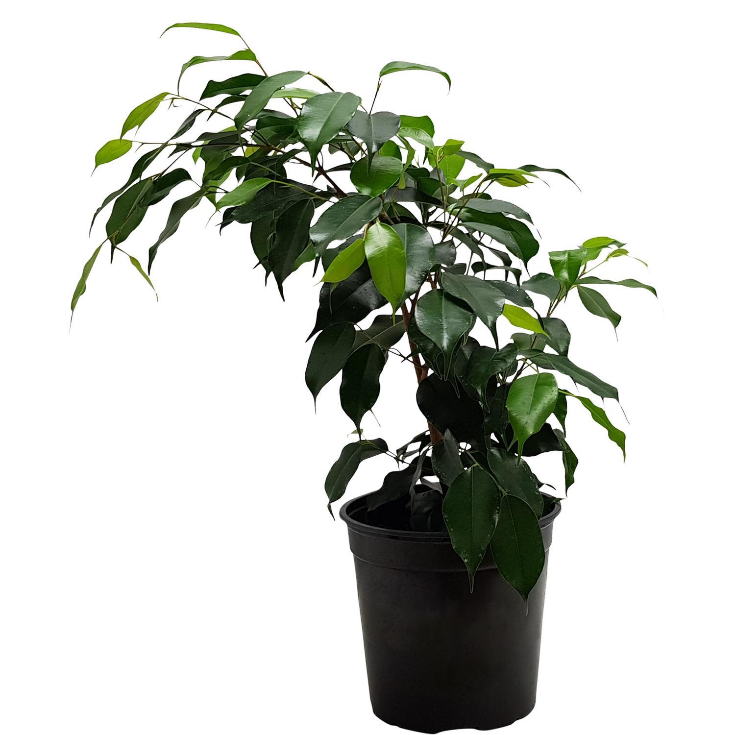 Ficus ' Danielle'