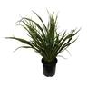 Phormium Surfer