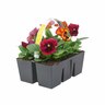 Pansy Karma Pack of 6 Copperfield