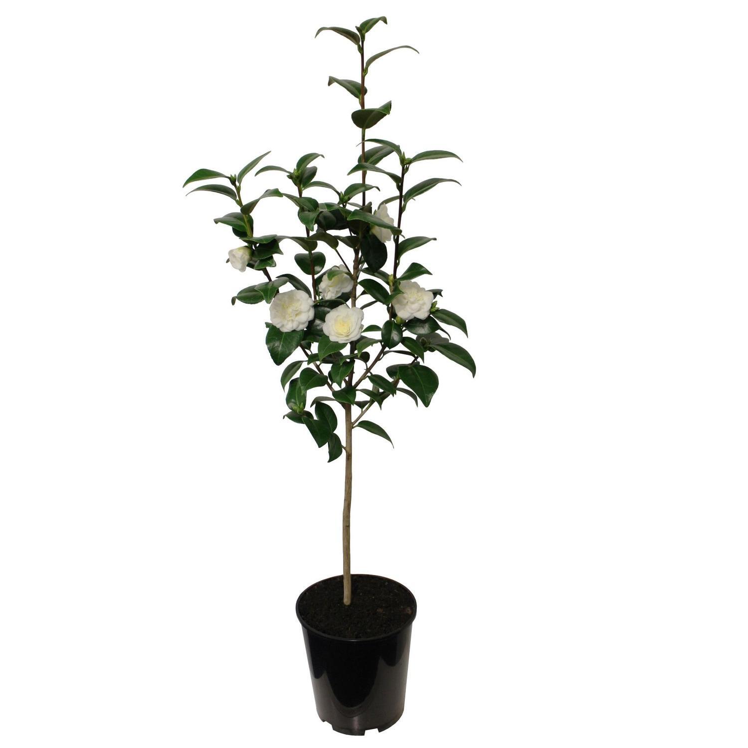 Camellia Japonica Lemon Drop