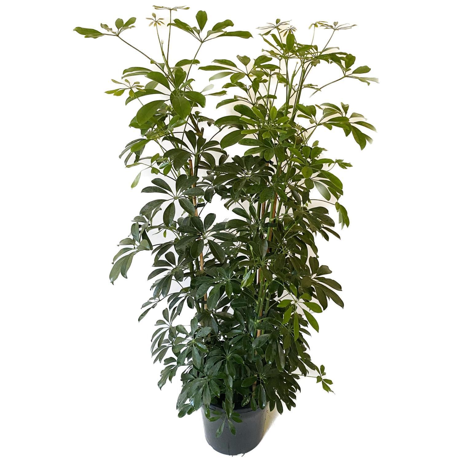 Schefflera Arboricola 25cm