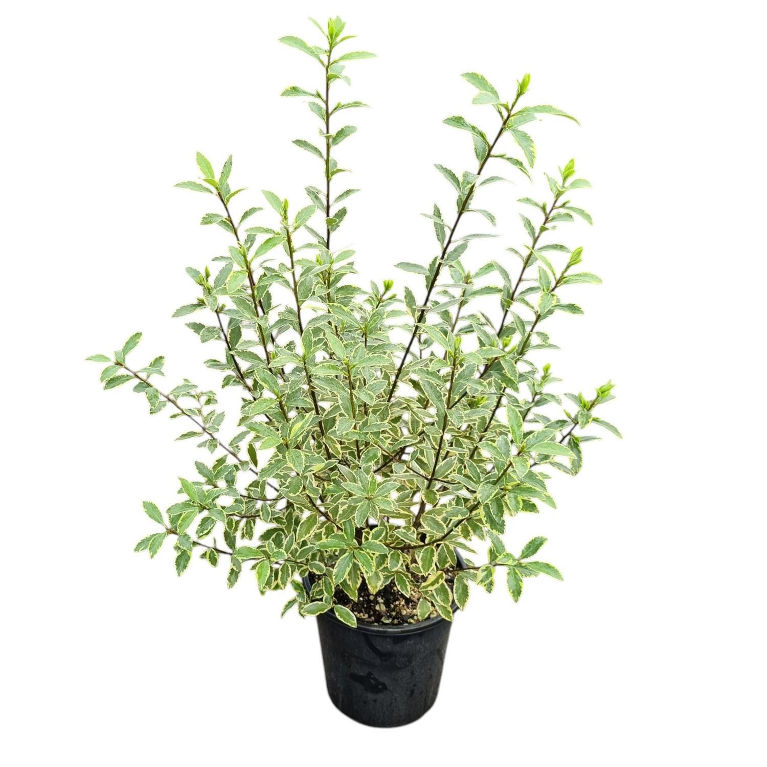 Pittosporum Tenuifolium Variegata 4L