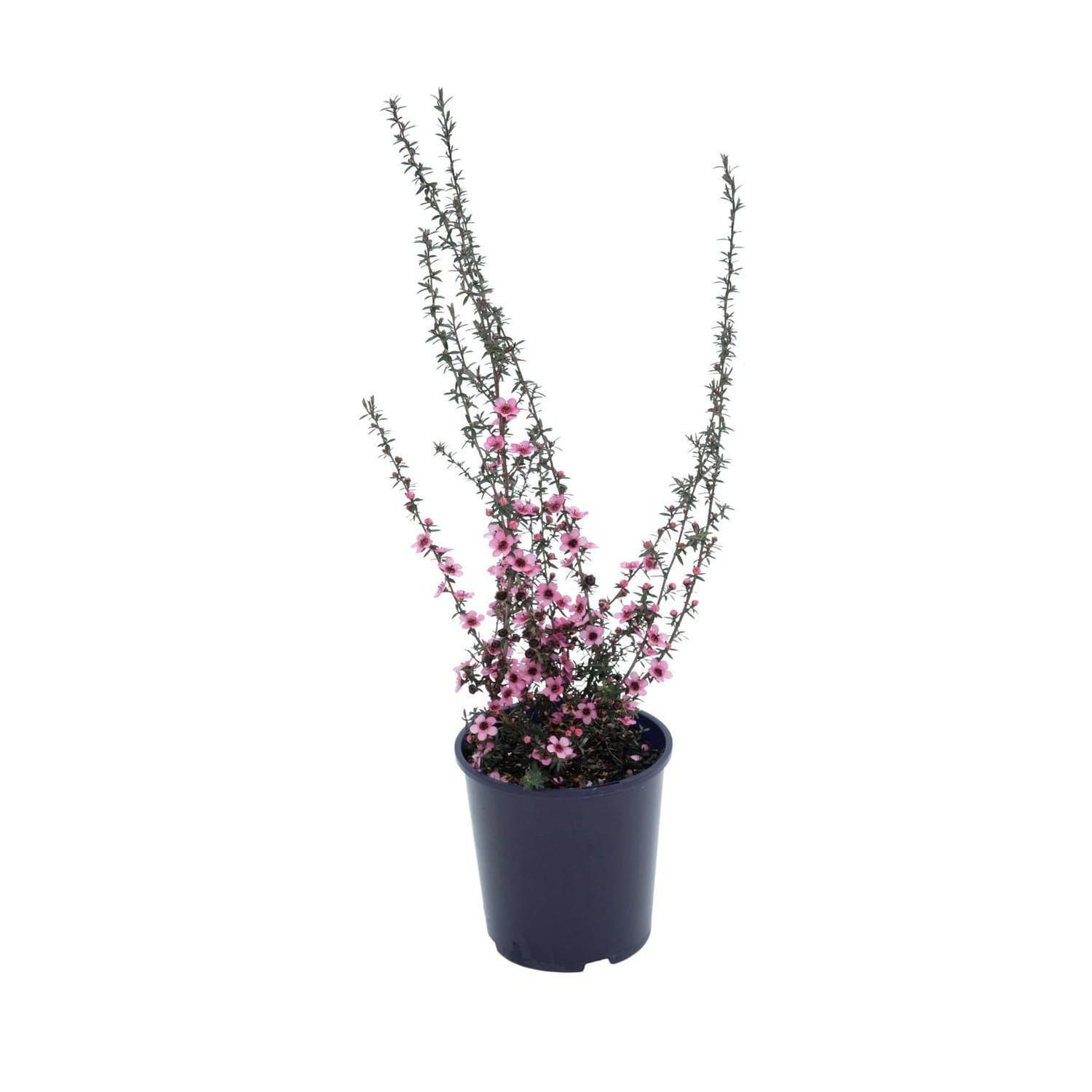 Leptospermum Wiri Shelley