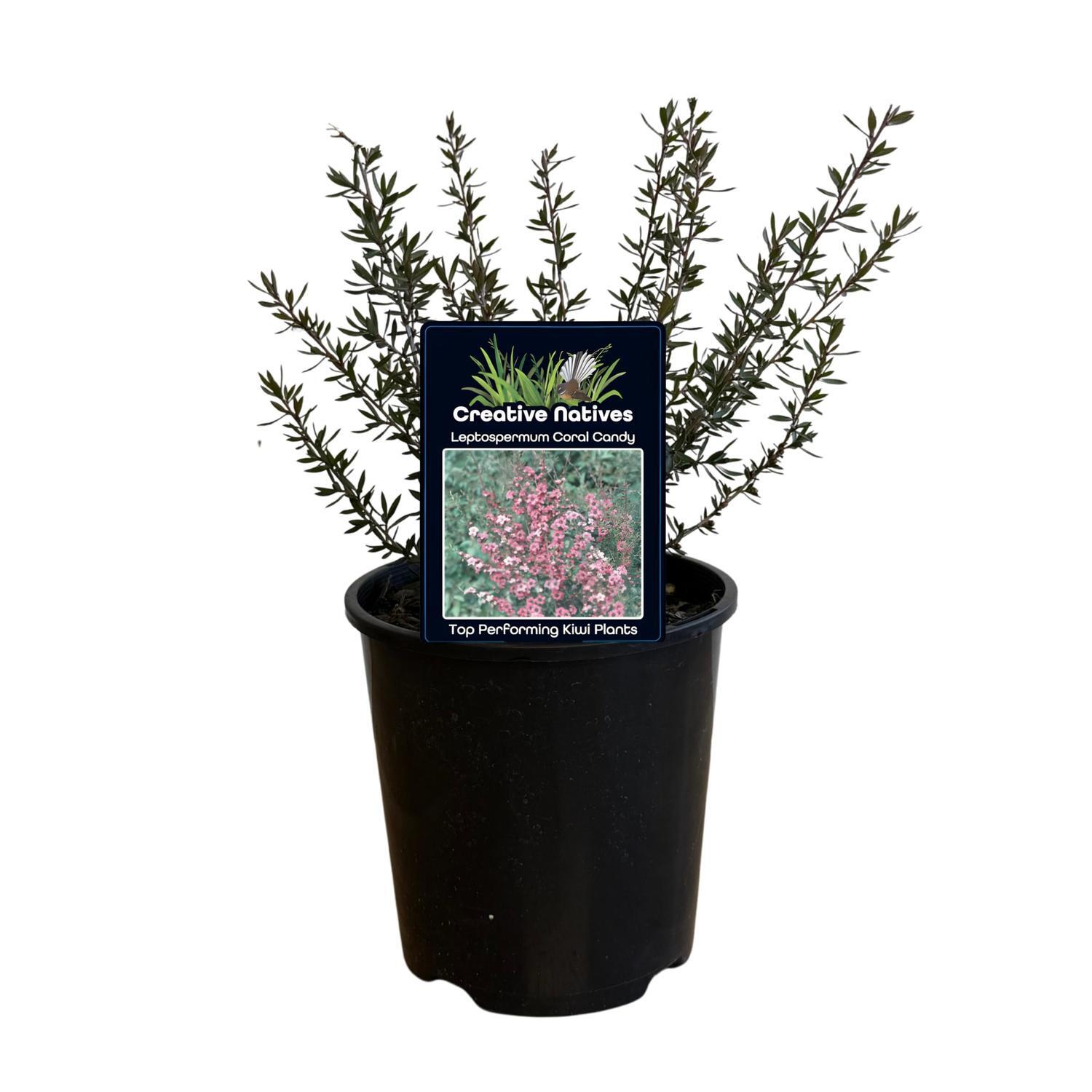 Leptospermum Coral Candy  15cm