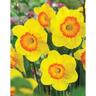 Daffodil Trumpet Colour Run 5 Pack