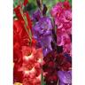 Gladioli Fire Mix 20 Pack