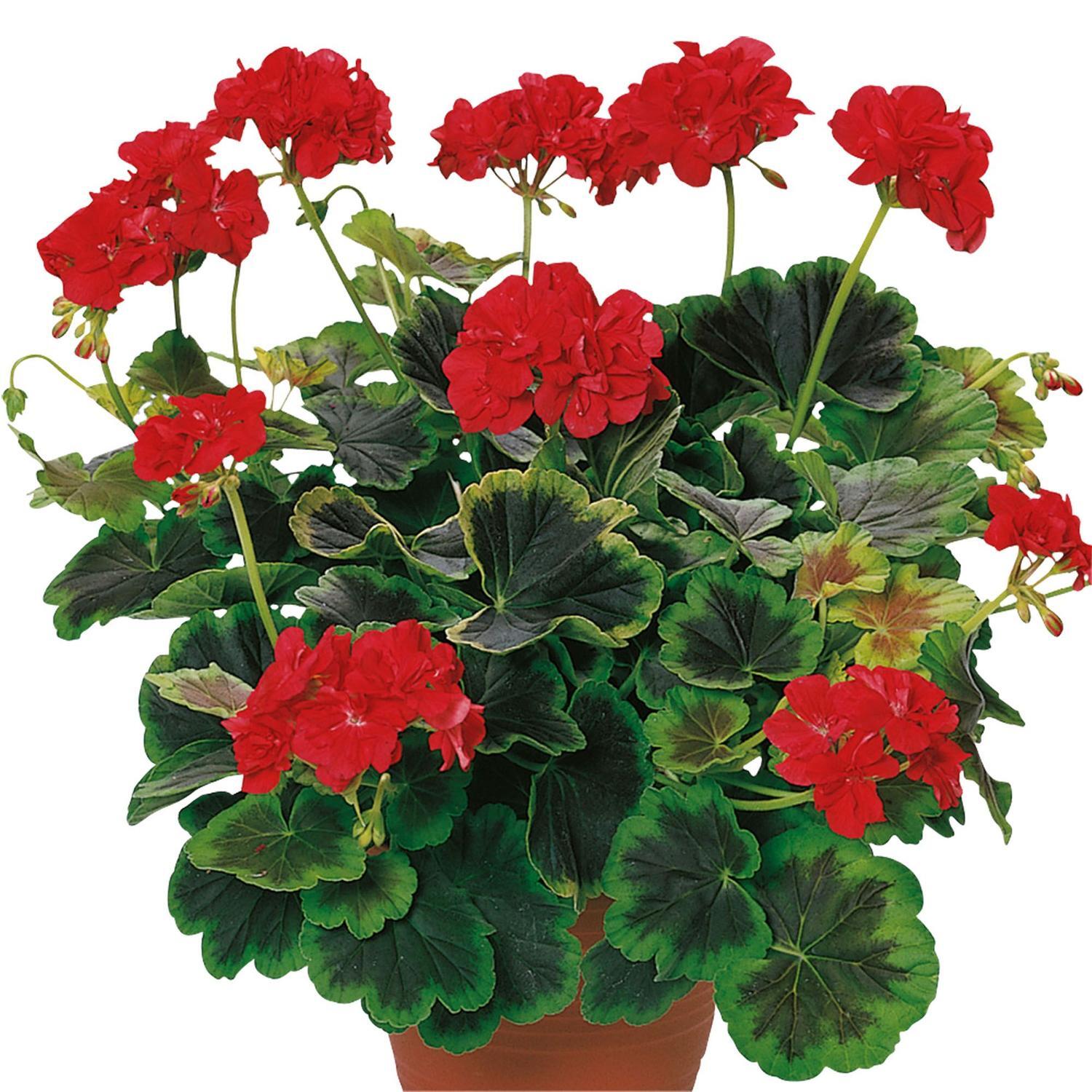 Pelargonium Fancy Occold Shield