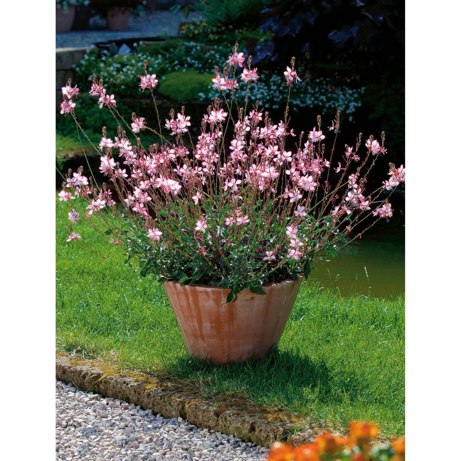 Gaura Rosy Jane
