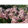Pieris Assorted 1.5L