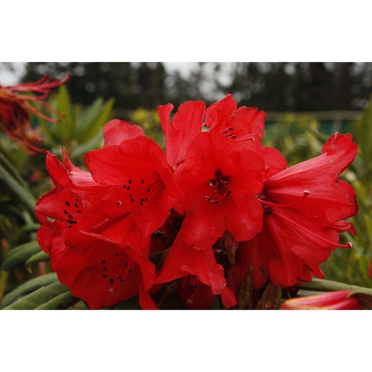 Rhododendron Matador