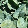 Hosta Love Pat