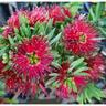 Callistemon Little John 2L