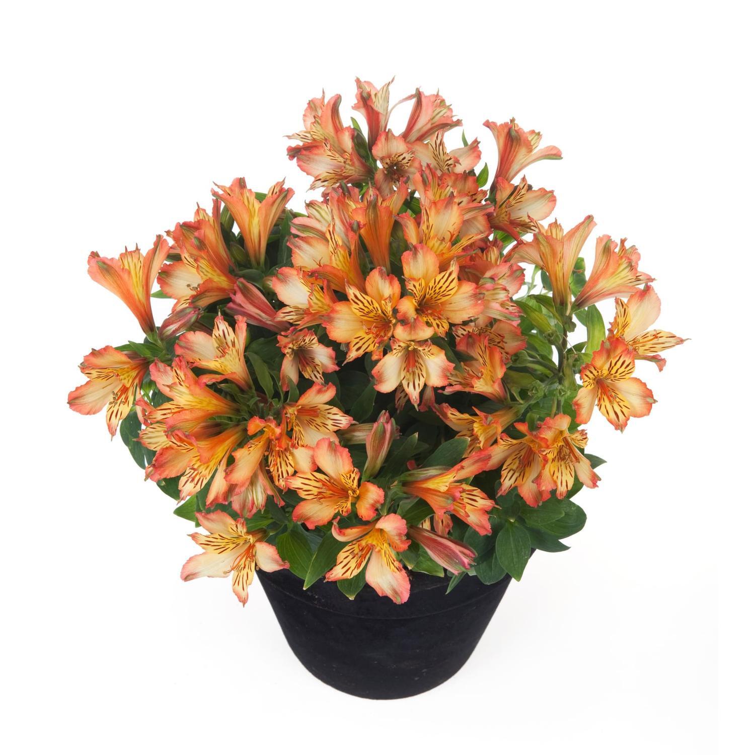 Alstroemeria Inticancha Bryce