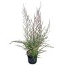Leptospermum 'Tea Tree' Wiri Shelley  4L
