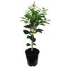 Grapefruit Golden Special, Dwarf