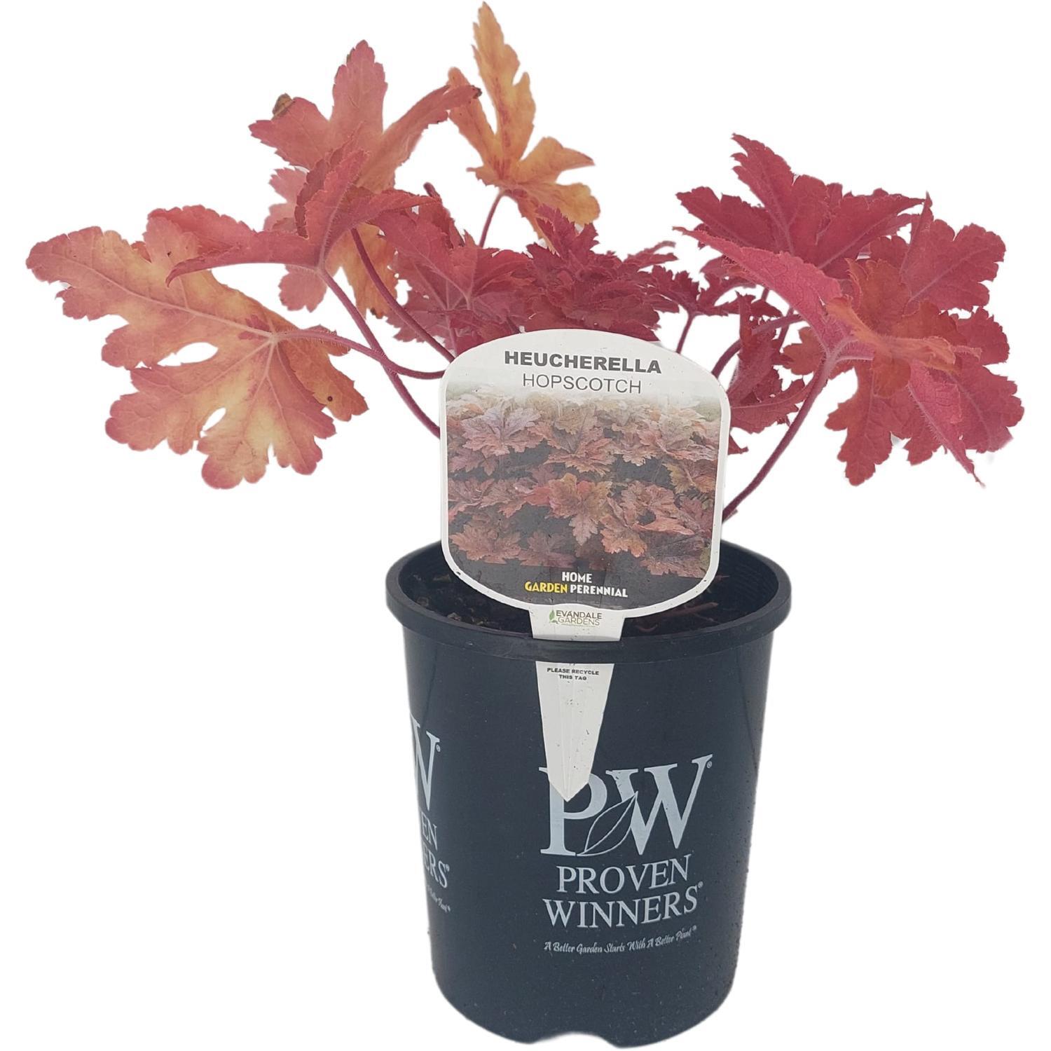Heucherella 'Hopscotch'