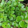 Pittosporum Crassifolium 2L