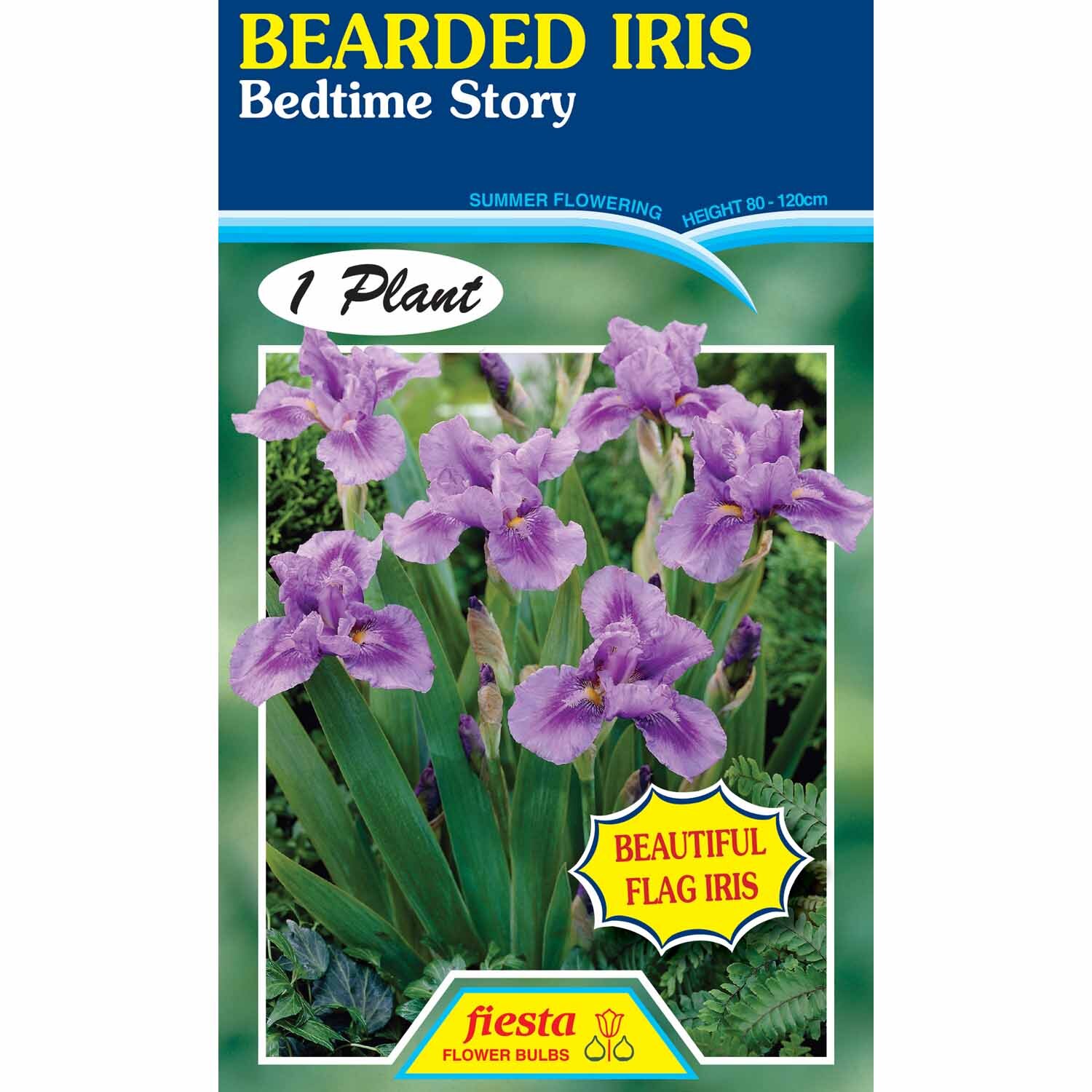 Bearded Iris