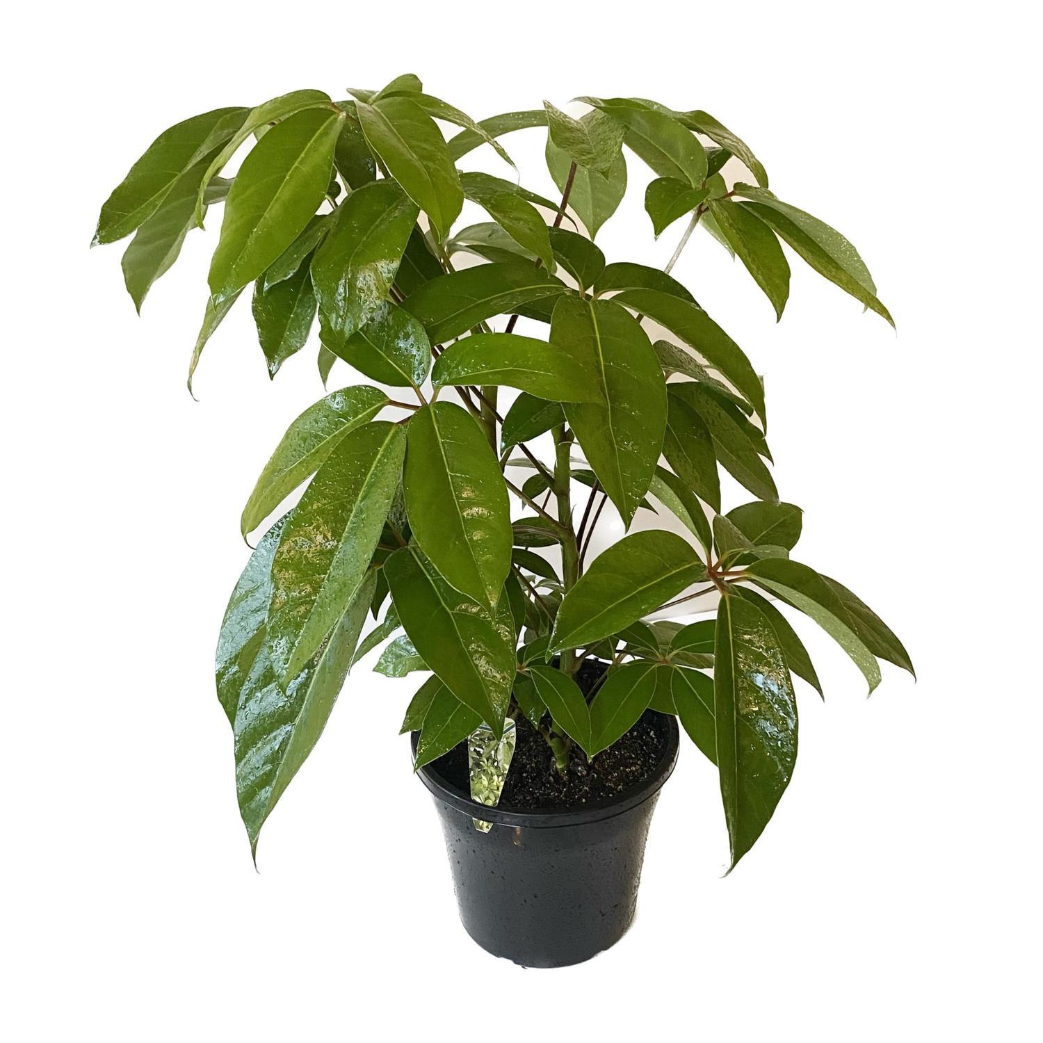 Schefflera Amate 25cm
