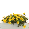 Portulaca ColourBlast Lemon Twist