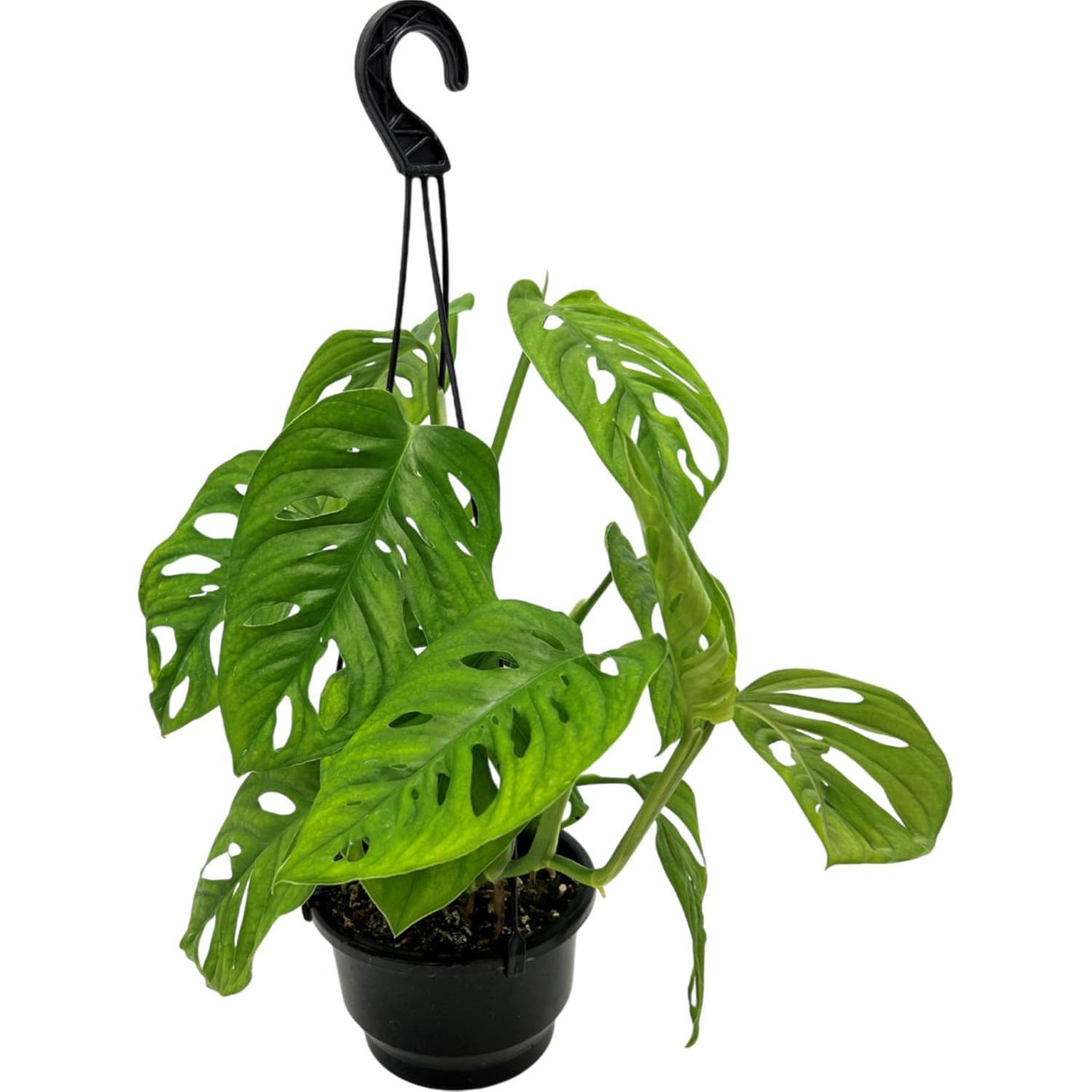 Monstera Adansonii 13cm