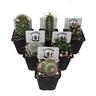 Assorted Cacti Varities