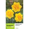 Daffodil Double Sherborne 5 Pack